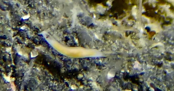 Vorticeros praedatorium; thanks to J. Goddard for ID