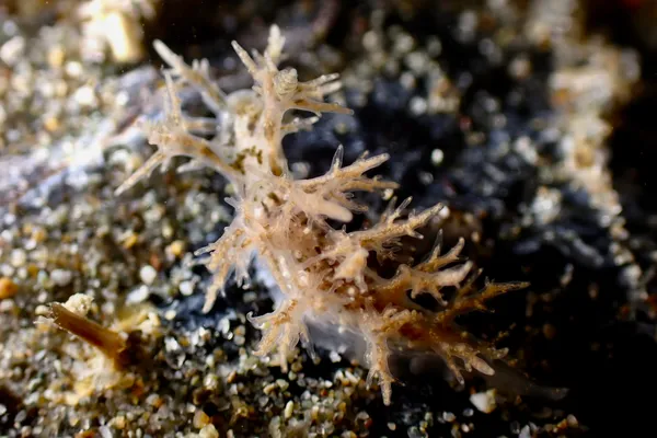 Dendronotus venustus