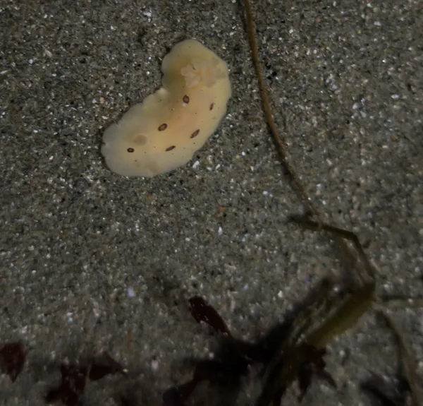 Diaulula sandiegensis