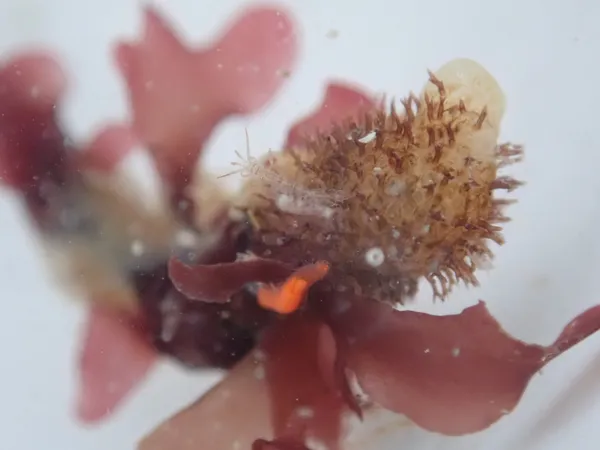 weird spiky thing  (sea cucumber?) with shrimp and worm