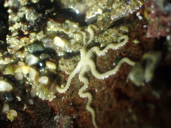 Amphipholis squamata