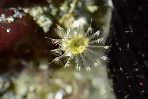 Paradialychone ecaudata