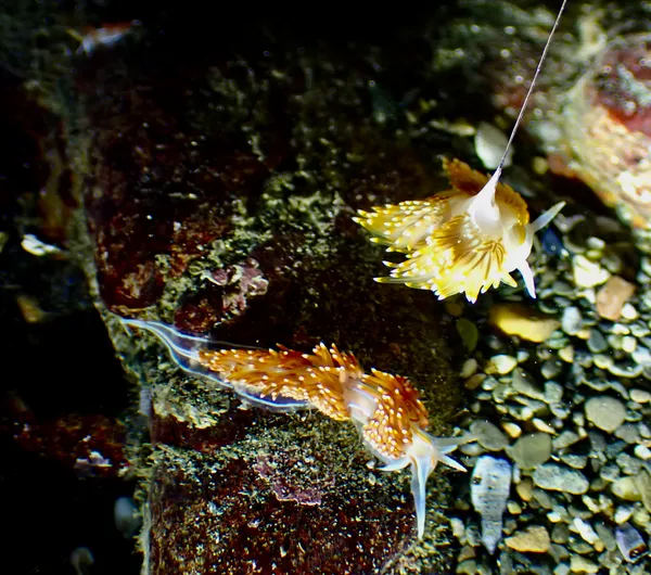 Hermissenda opalescens