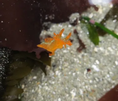 Marine life photograph