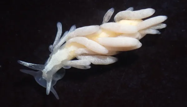 Trinchesia albocrusta