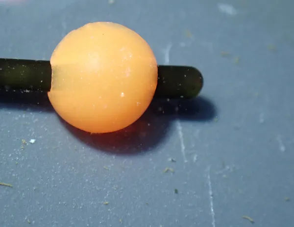 Marine life photograph