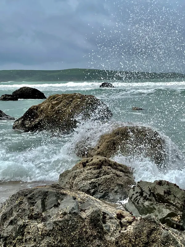 Marine life photograph