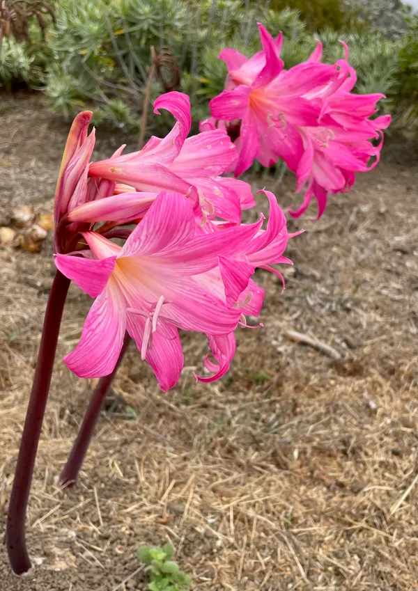 Marine life photograph