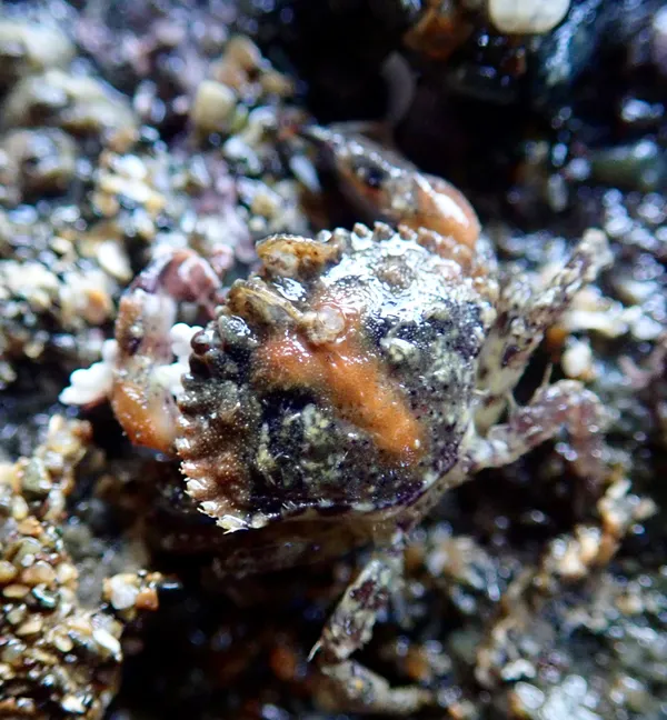 tiny crab (less than 1 in.),sp?