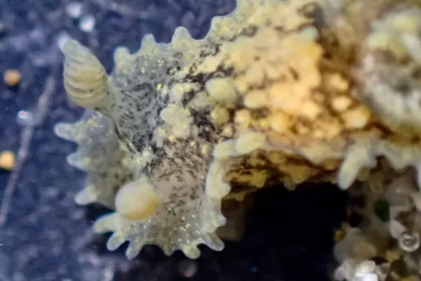 Marine life photograph