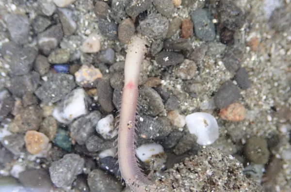 Hemipodus simplex- thanks to L. Harris for ID