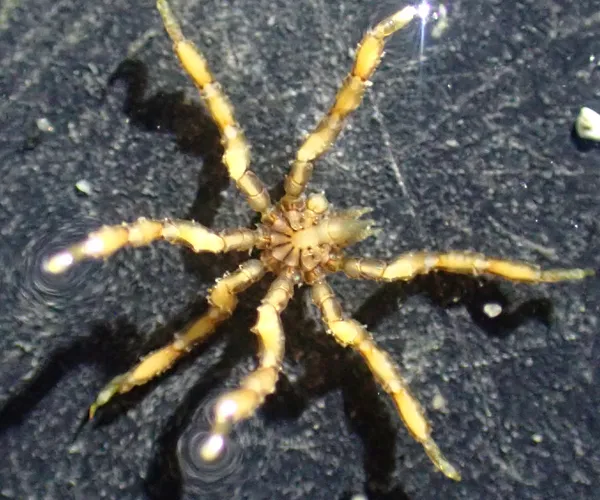 Tanystylum californicum (maybe)