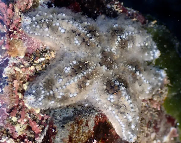 Pisaster ochraceus