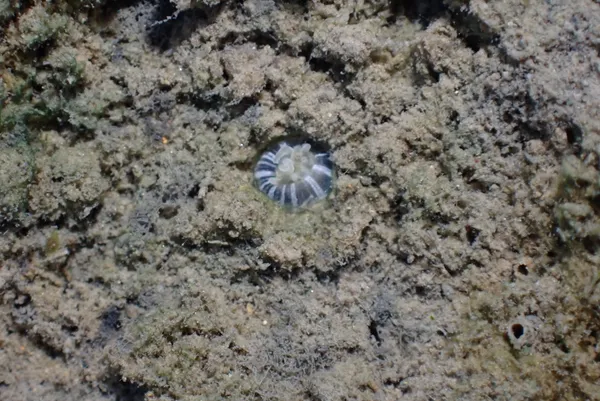 Marine life photograph