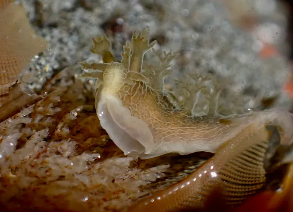 Dendronotus subramosus