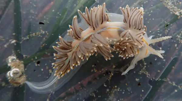 Hermissenda opalescens