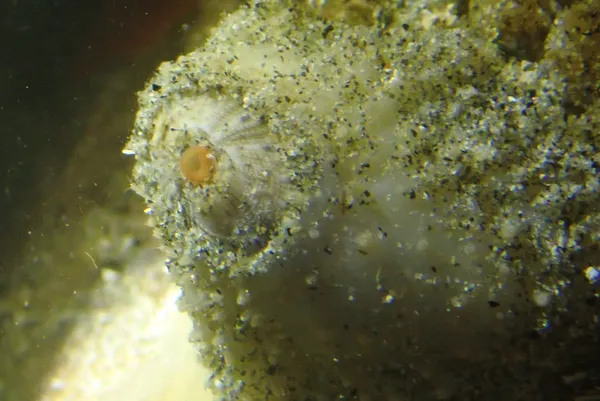 Fissurellidea bimaculata