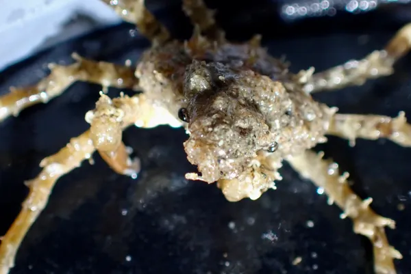 Genus Pugettia; thanks to estehr for ID