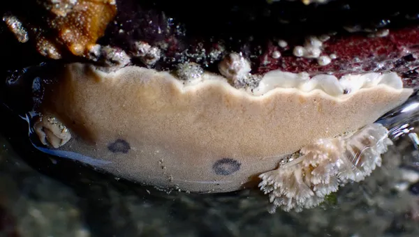 Diaulula sandiegensis