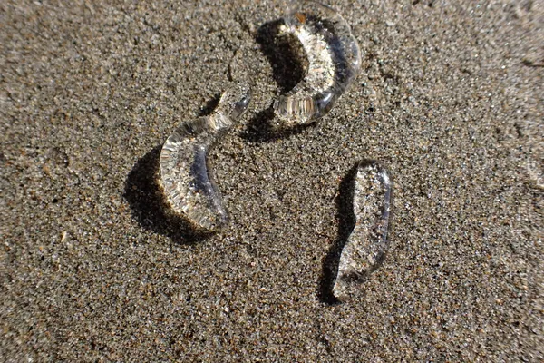 salps?   jellyfish bodyparts?