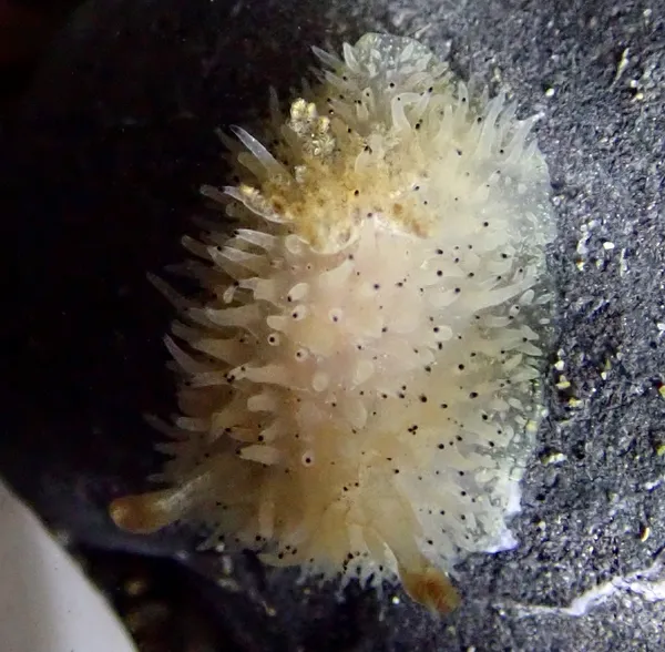 Acanthodoris rhodoceras