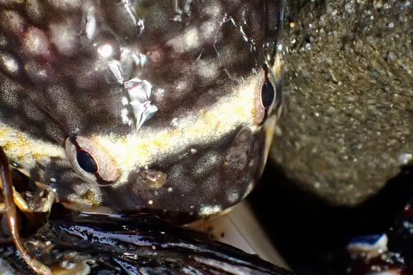 Gobiesox maeandricus