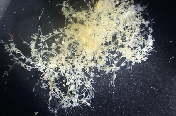 Bowerbankia sp; thanks to J. Goddard for ID