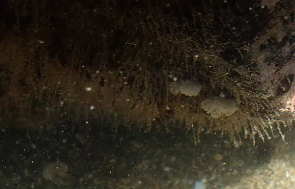 Marine life photograph