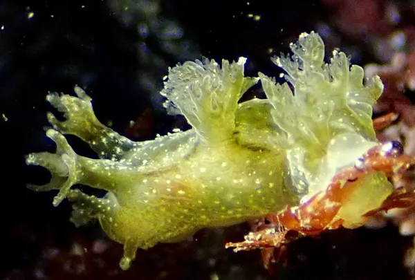 Dendronotus subramosus