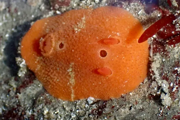 Aldisa sanguinea