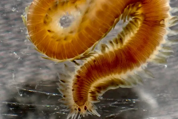 Pterocirrus montereyensis- thanks to L.Harris for ID