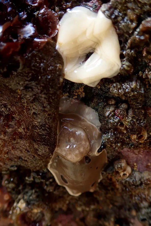 Marine life photograph