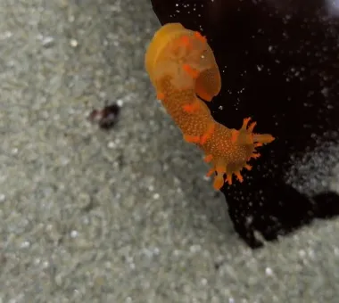 Marine life photograph