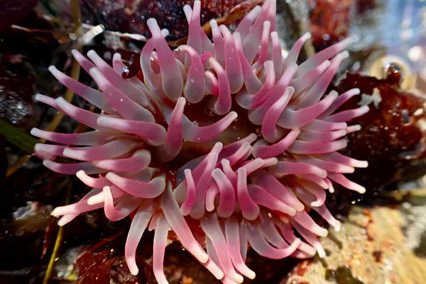 Pacific stubby-rose anemone