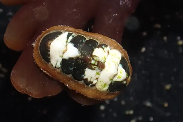 Cyanoplax keepiana; thanks to B. Anseeuw for ID