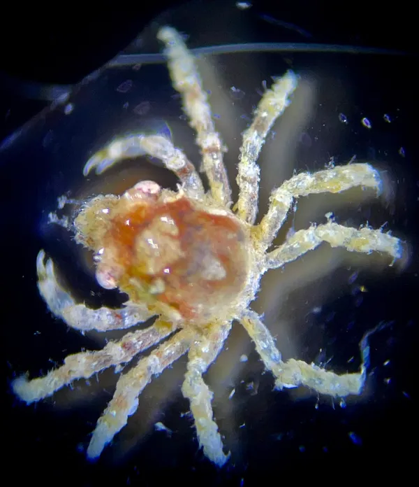 Kelp crab (baby)