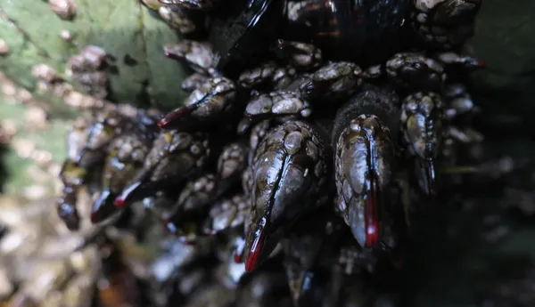 Marine life photograph