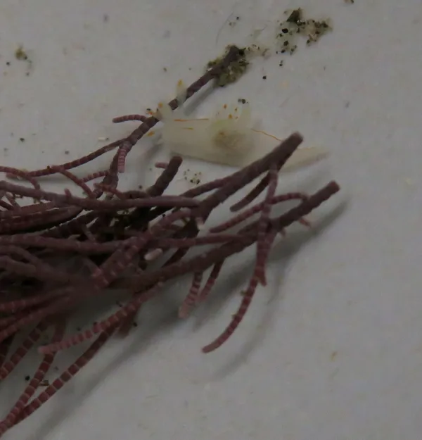 Marine life photograph