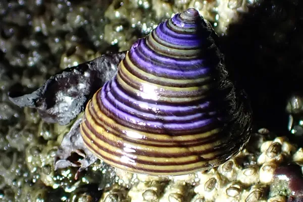 Blue-banded topsnail