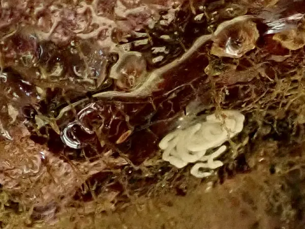 Marine life photograph