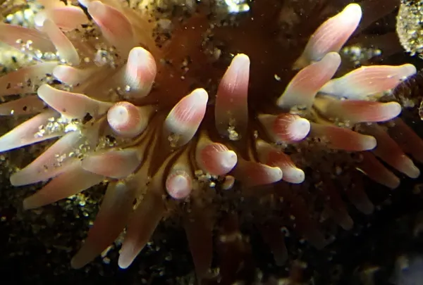 Pacific stubby rose anemone