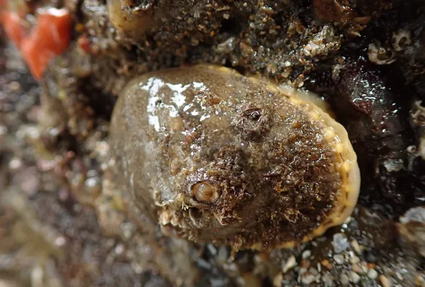 Diodora aspera; rough keyhole limpet