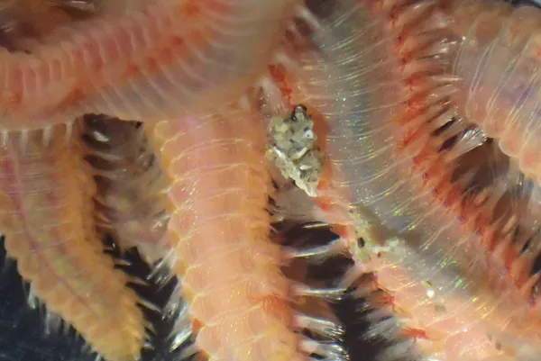 Pareurythoe californica