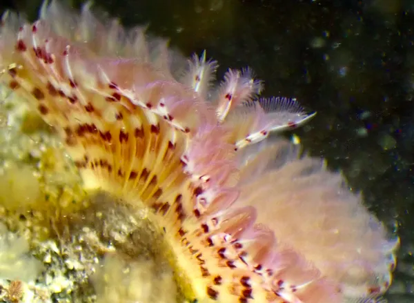 Sabellidae
