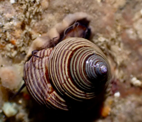 Calliostoma ligatum