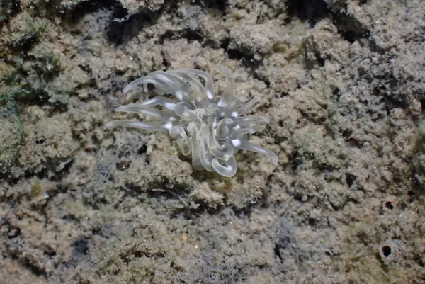 Genus Zaolutus (maybe)