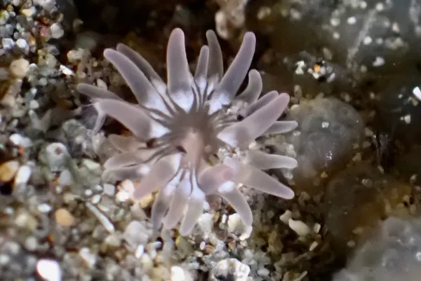 Urticina clandestina; thanks to phelsumas4life for ID