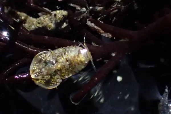 Exosphaeroma amplicauda