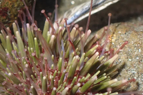 Strongylocentrotus purpuratus