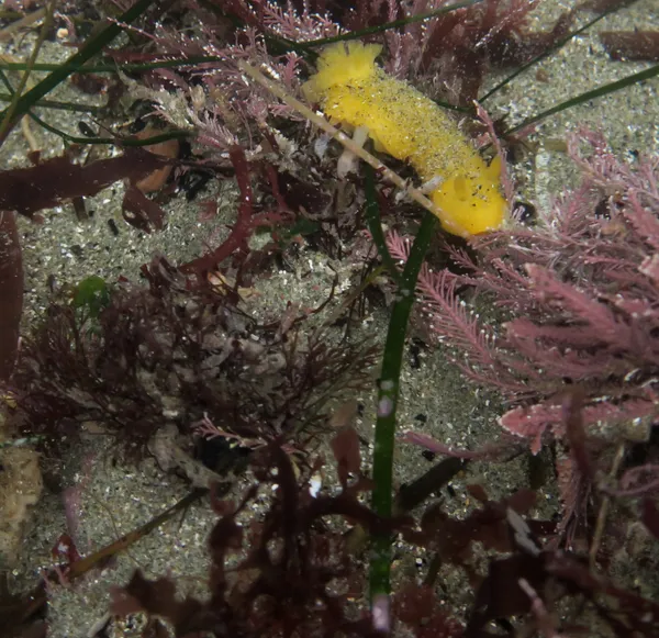 Archidoris montereyensis